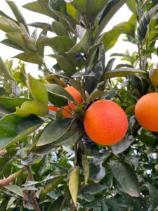 Naranjas en rama
